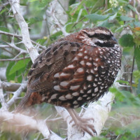 Yucatan Bobwhite